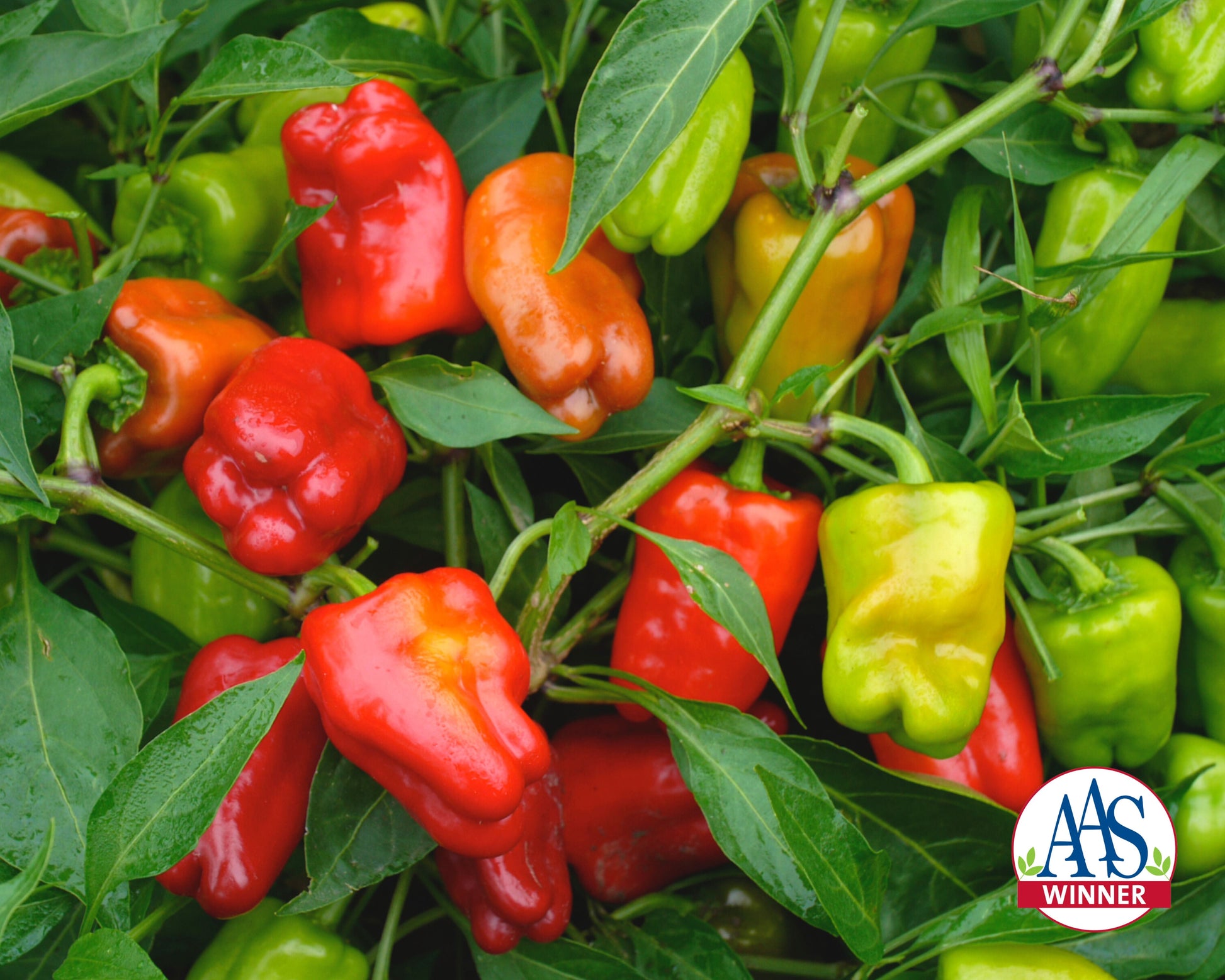 Cajun Belle Hybrid Bell Pepper Seeds - Blessings Grow Meadows