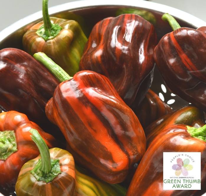 Candy Cane Chocolate Cherry Hybrid Pepper Seeds - Blessings Grow Meadows