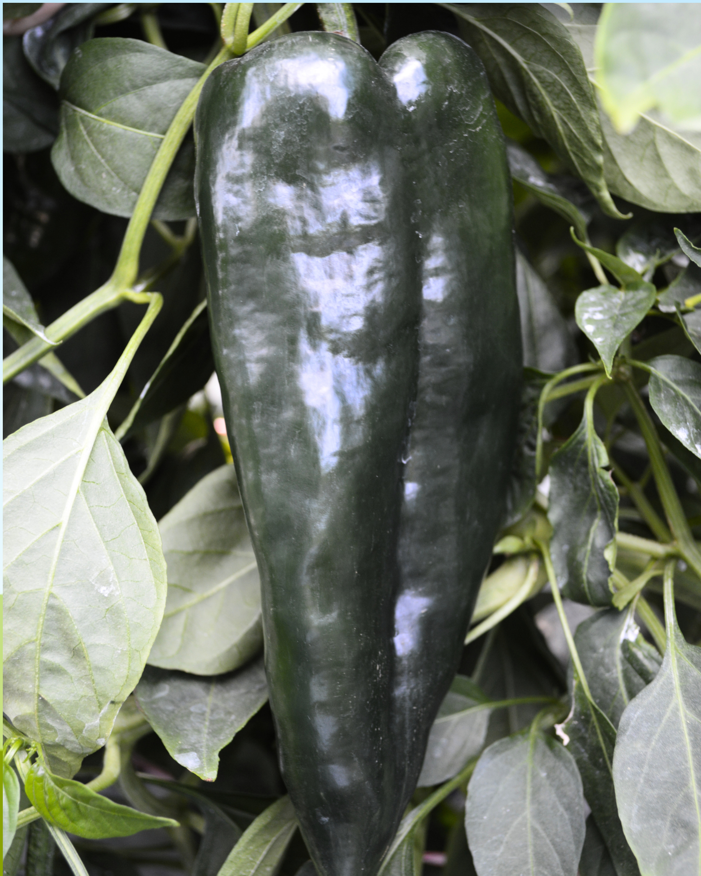Carranza Hybrid Pepper Seeds - Blessings Grow Meadows
