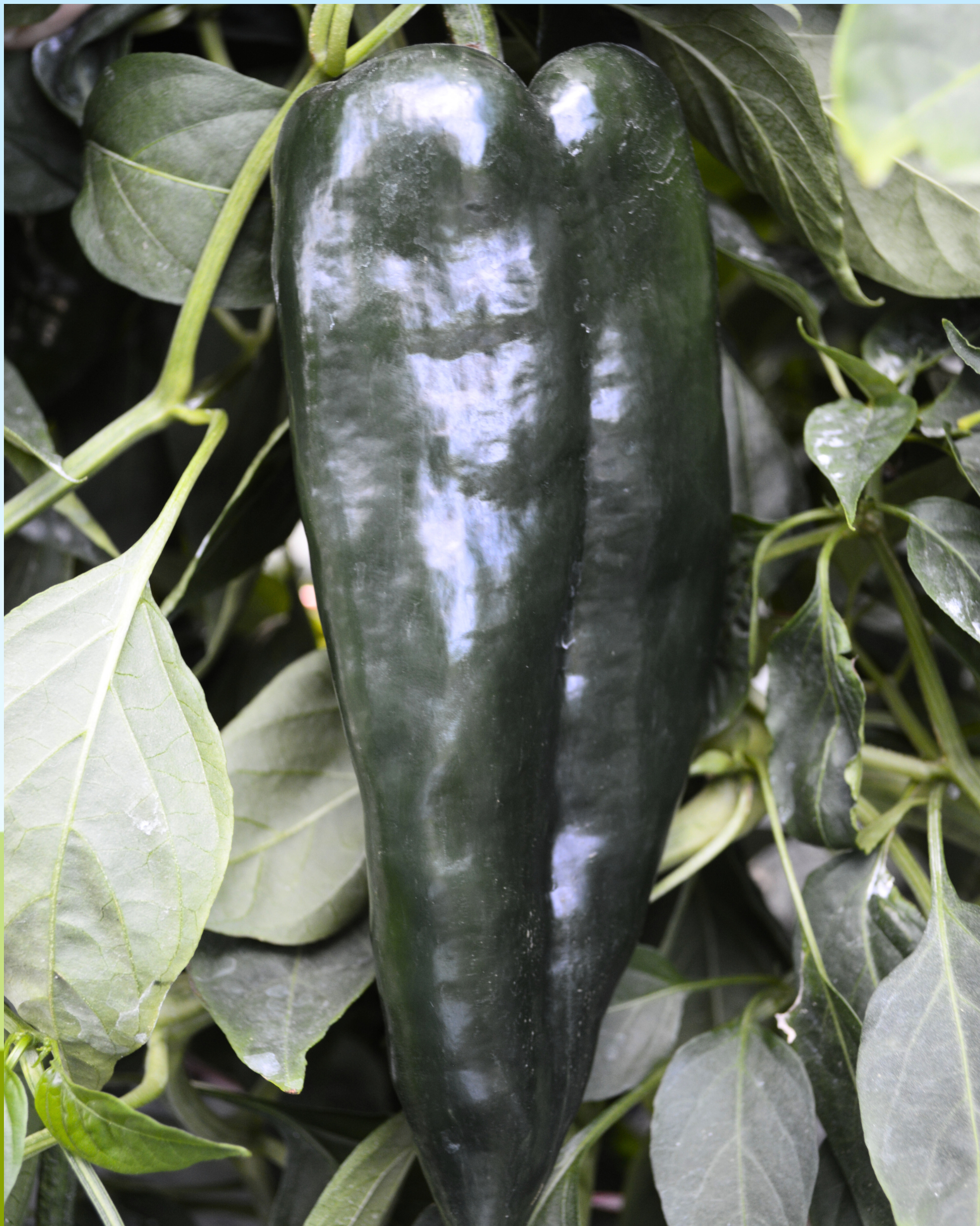 Carranza Hybrid Pepper Seeds - Blessings Grow Meadows