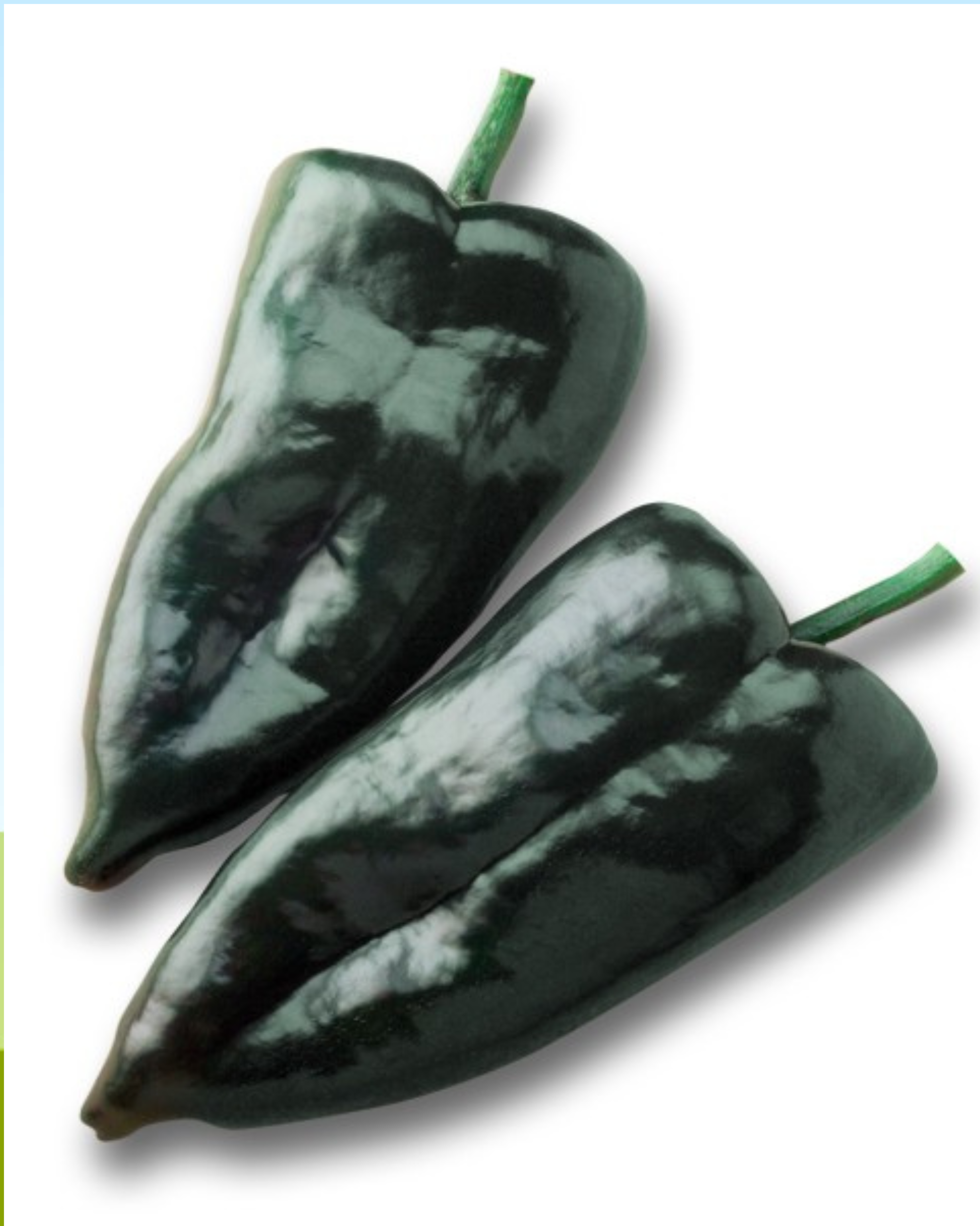 Carranza Hybrid Pepper Seeds packet from Seeds 'n Such showing 8 to 10 pepper seeds in a seed packet.