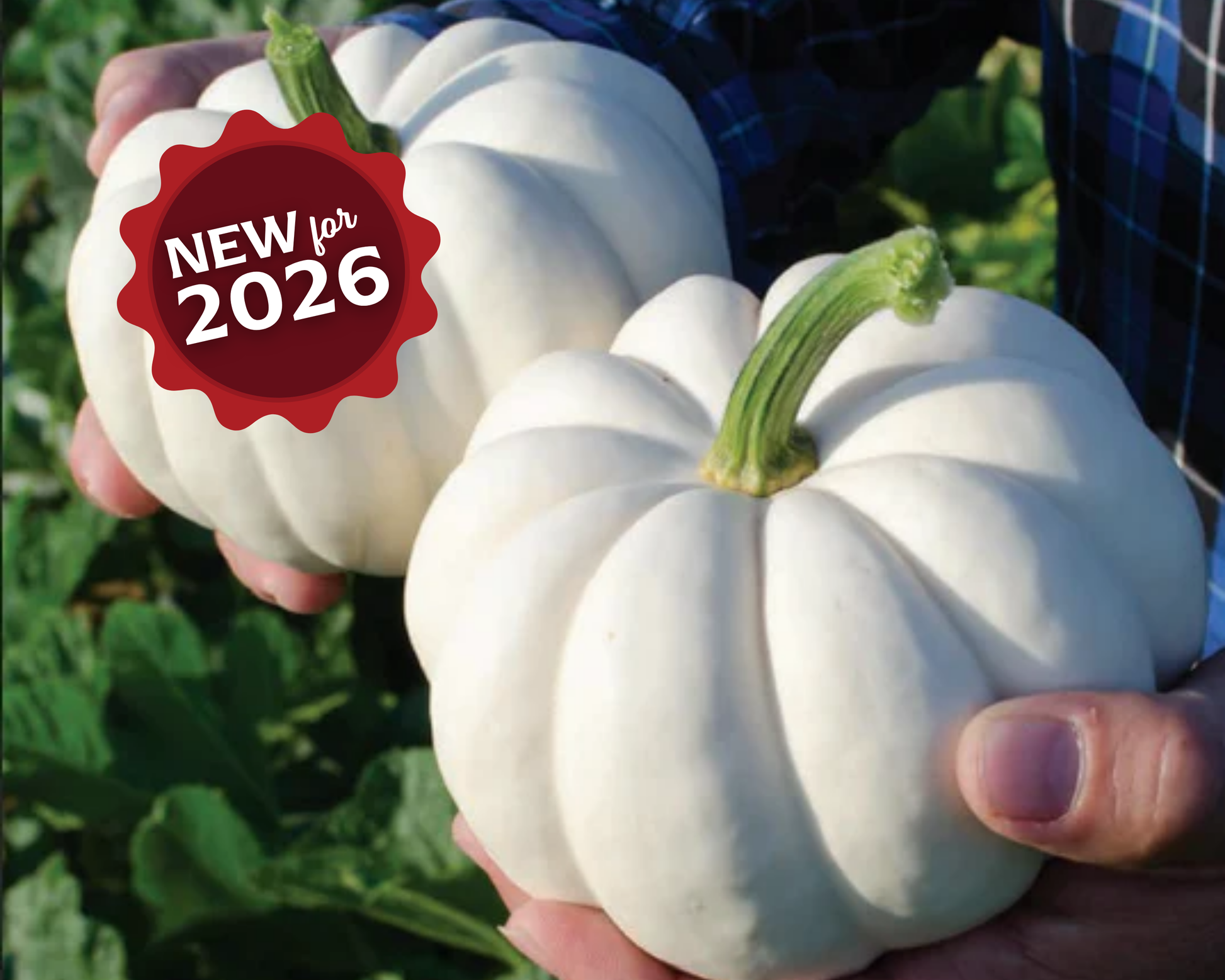 Casperita Hybrid Pumpkin Seeds - Blessings Grow Meadows