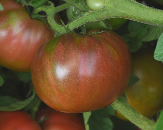 Darkstar Hybrid Tomato Seeds - Blessings Grow Meadows