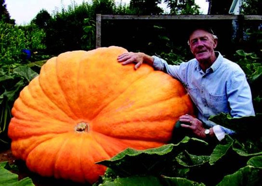 Dill's™ Atlantic Giant PVP Pumpkin Seeds - Blessings Grow Meadows