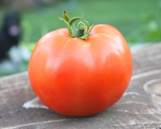 Heatmaster Hybrid Tomato Seeds - Blessings Grow Meadows