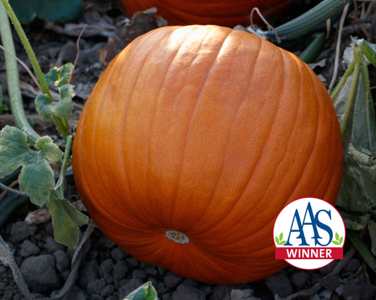 Hijinks Hybrid Pumpkin Seeds - Blessings Grow Meadows