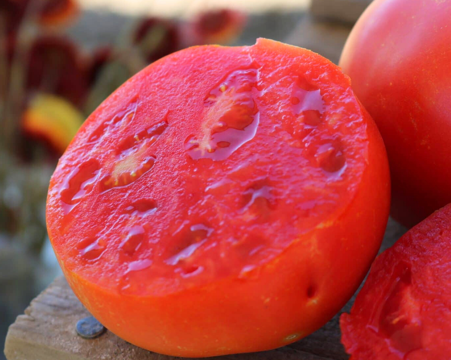 Jamestown Hybrid Tomato Seeds - Blessings Grow Meadows