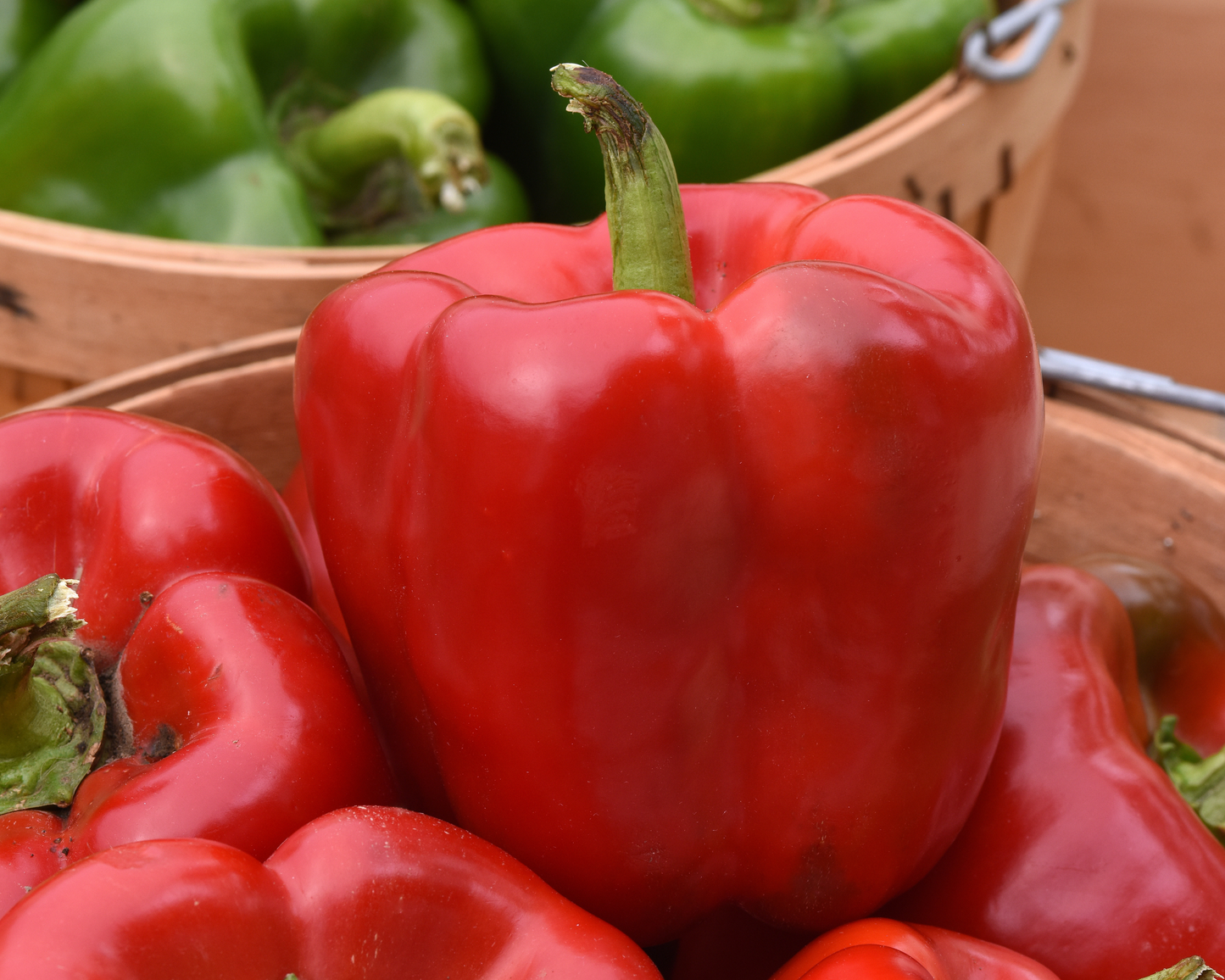 Kickstart Hybrid Pepper Seeds packet from Seeds 'n Such with 8 to 10 seeds for planting and growing peppers.