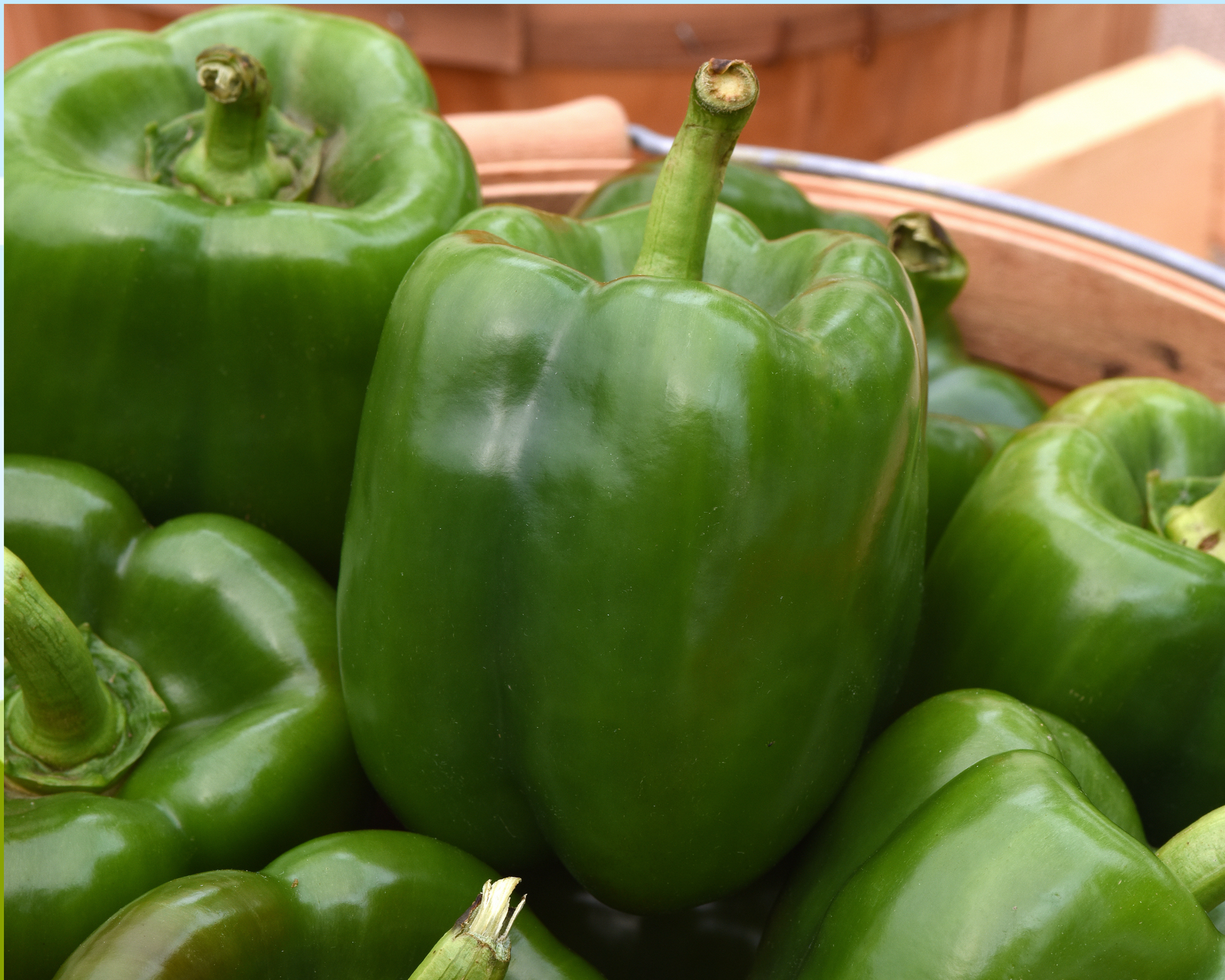 Kickstart Hybrid Pepper Seeds - Blessings Grow Meadows