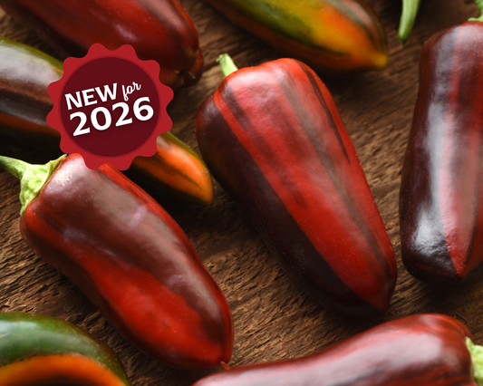 Mocha Swirl Hybrid Pepper Seeds - Blessings Grow Meadows