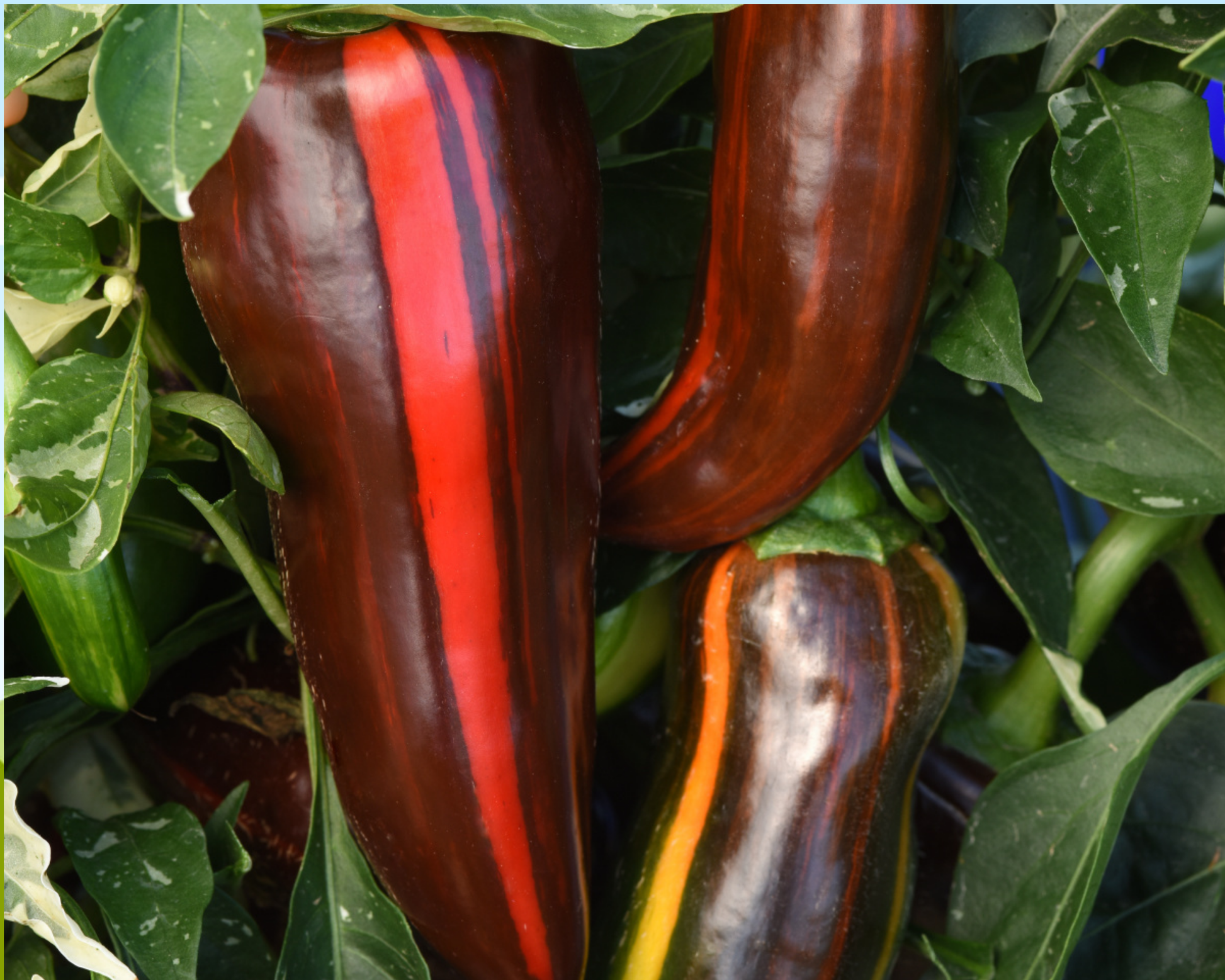 Mocha Swirl Hybrid Pepper Seeds - Blessings Grow Meadows