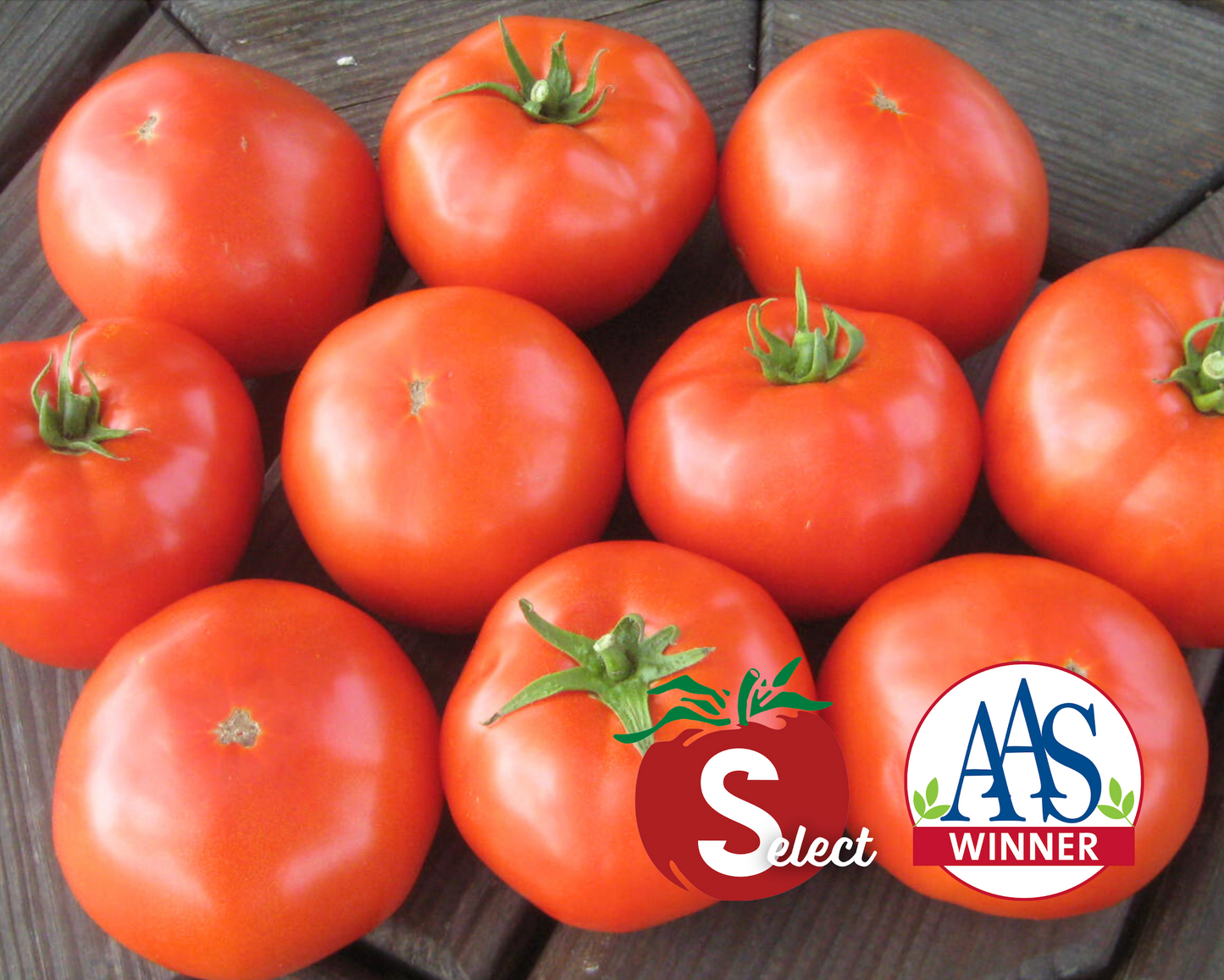 Mountain Merit™ Hybrid Tomato Seeds - Blessings Grow Meadows