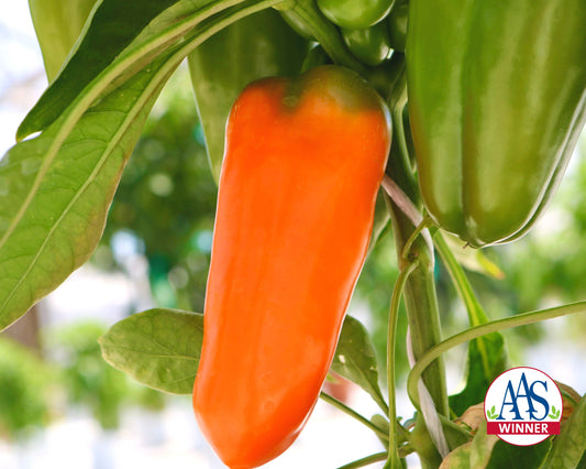 Orange Blaze Hybrid Pepper Seeds - Blessings Grow Meadows