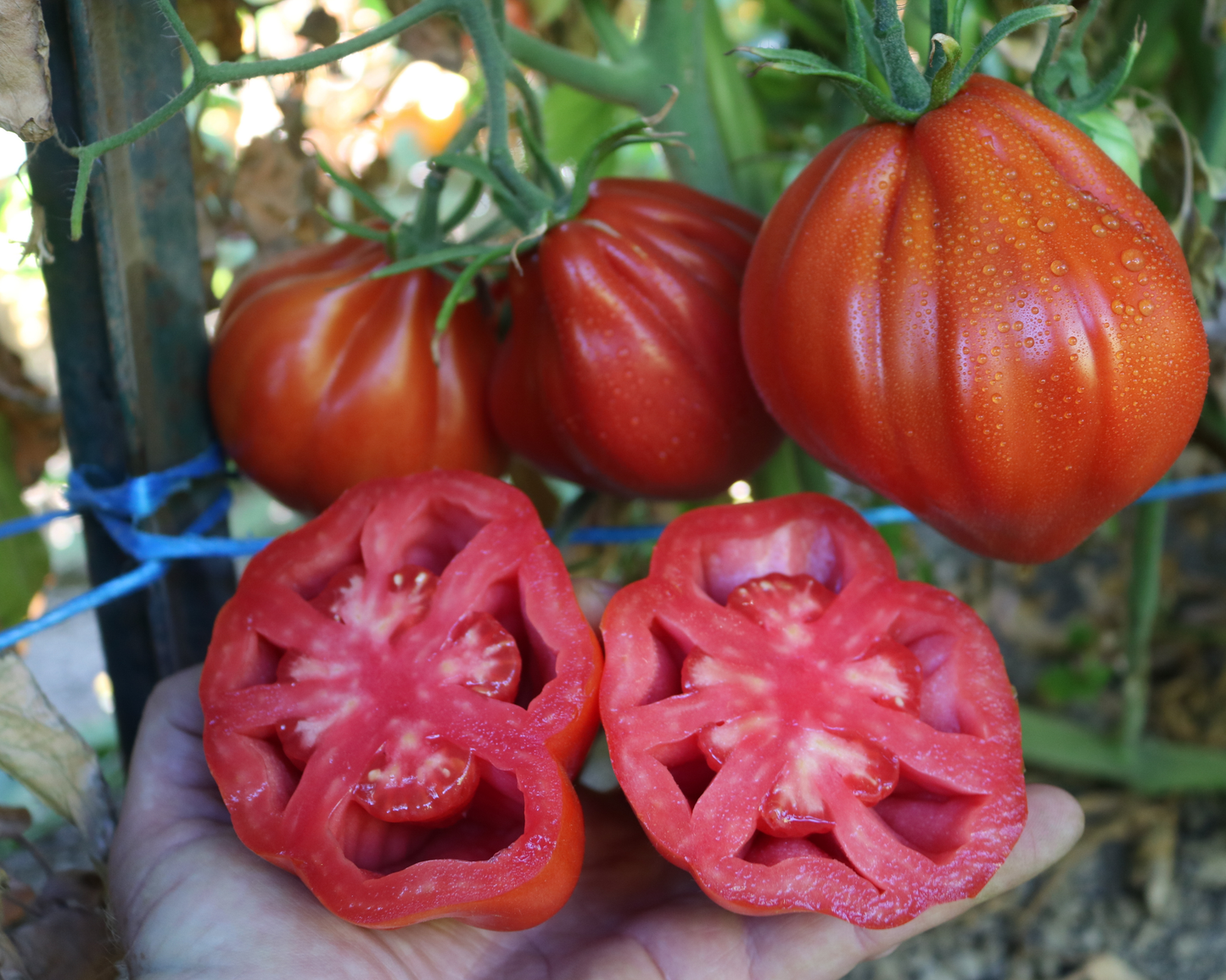 Palpatation Hybrid Tomato Seeds - Blessings Grow Meadows