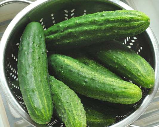 Patio Snacker Hybrid Cucumber - Blessings Grow Meadows