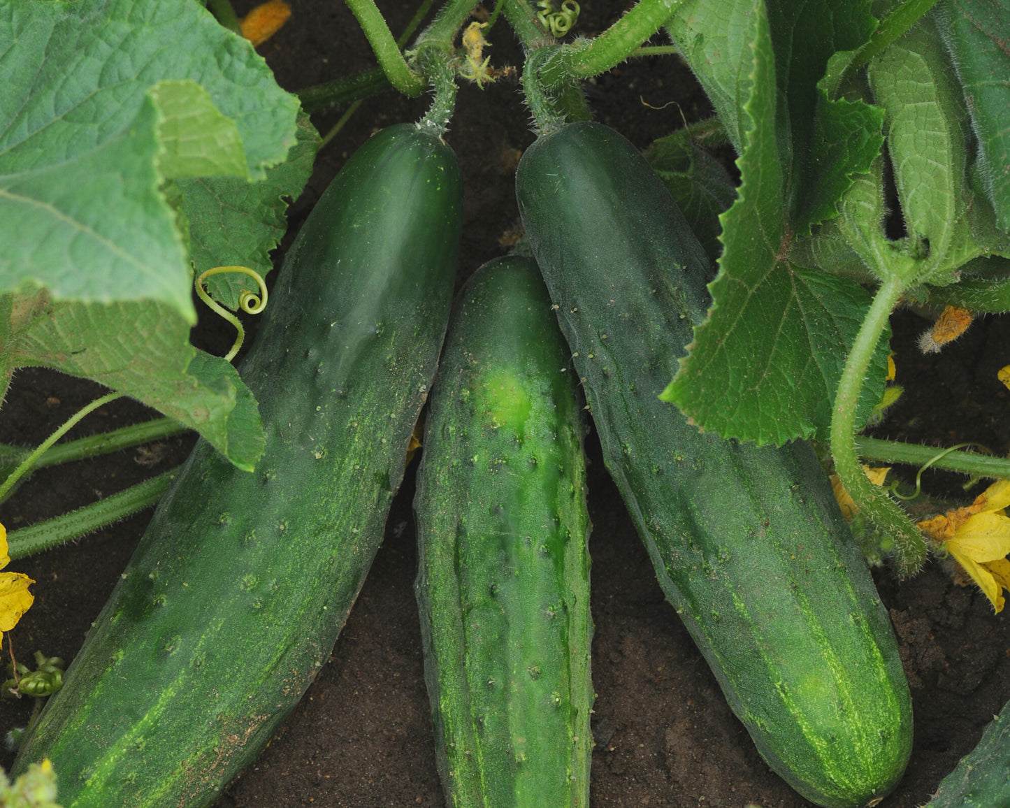 Patio Snacker Hybrid Cucumber - Blessings Grow Meadows
