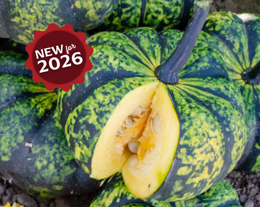 Phantomita Hybrid Pumpkin Seeds - Blessings Grow Meadows