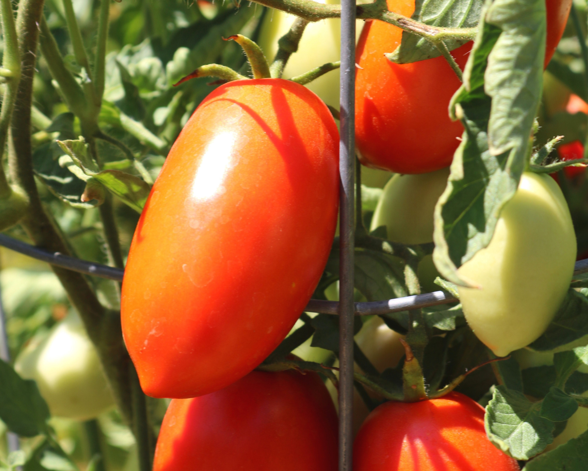 Picus Hybrid Tomato Seeds - Blessings Grow Meadows
