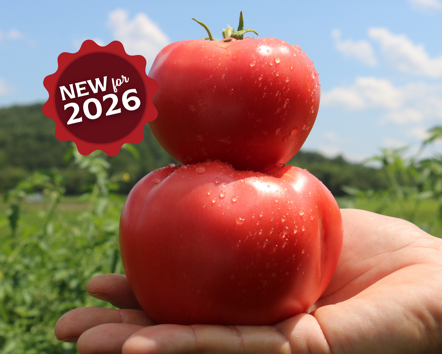 Pink Gal Hybrid Tomato Seeds - Blessings Grow Meadows