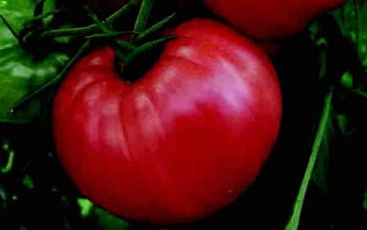 Pink Wonder Hybrid Tomato VFFT - Blessings Grow Meadows