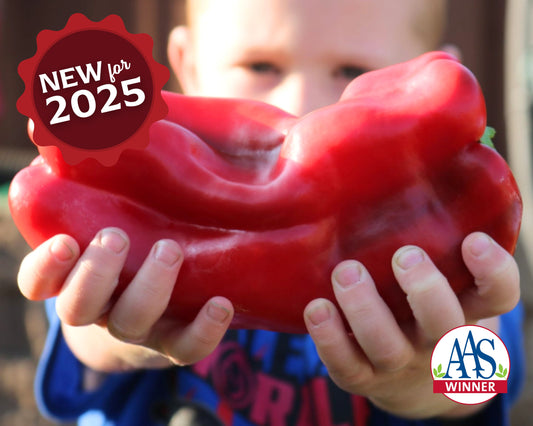 Red Impact Hybrid Pepper Seeds - Blessings Grow Meadows