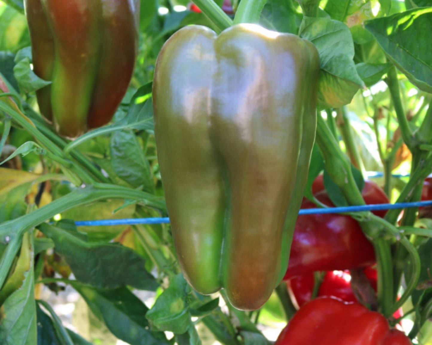 Red Impact hybrid pepper seeds from Seeds 'n Such in a packet with 8 to 10 seeds, ready for planting.