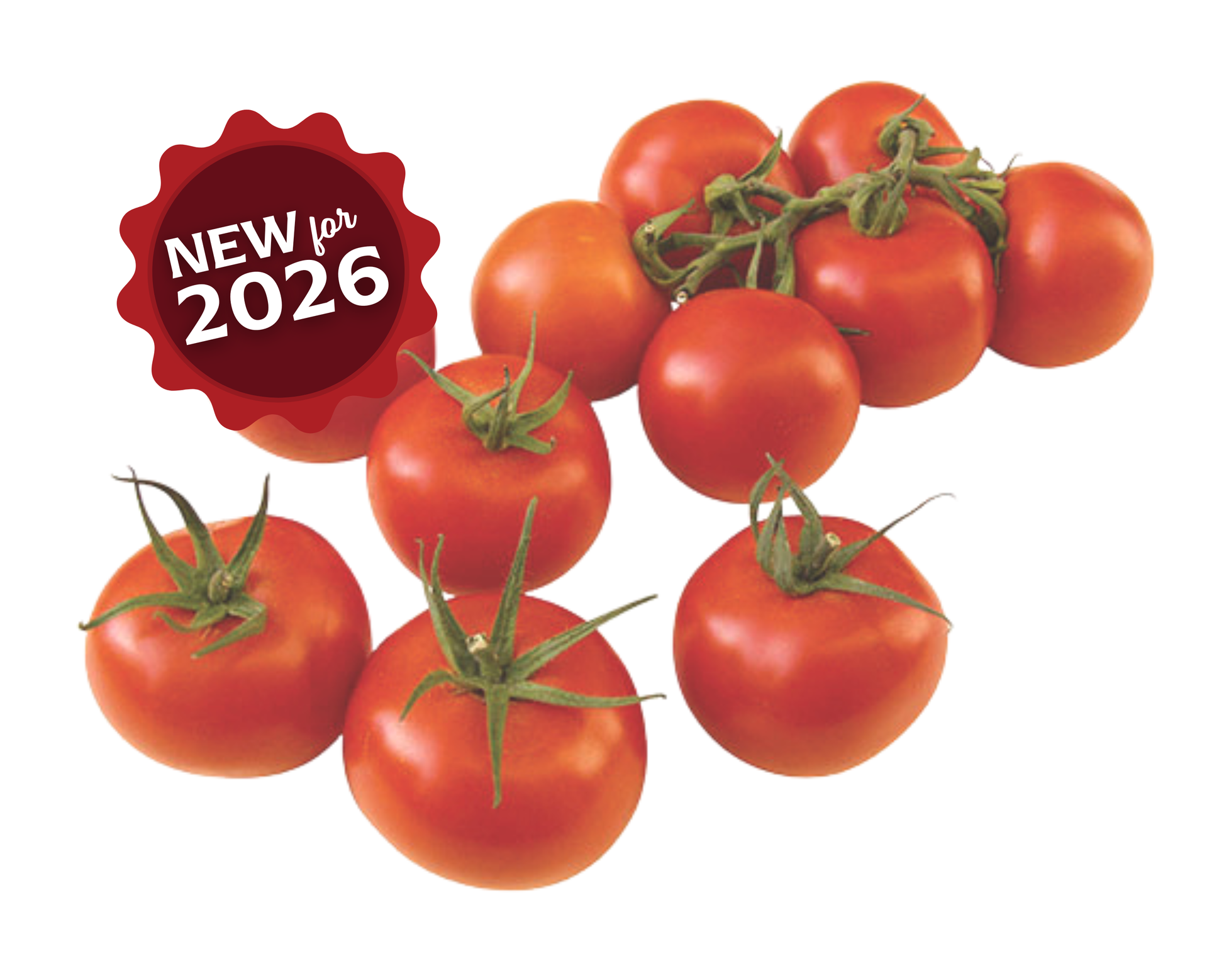 Sugar Cluster Hybrid VFFT Tomato Seeds - Blessings Grow Meadows