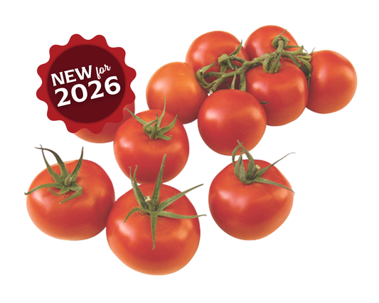 Sugar Cluster Hybrid VFFT Tomato Seeds - Blessings Grow Meadows