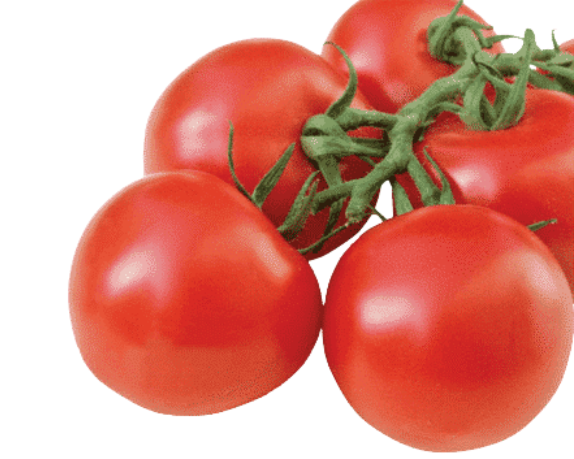 Sugar Cluster Hybrid VFFT Tomato Seeds - Blessings Grow Meadows