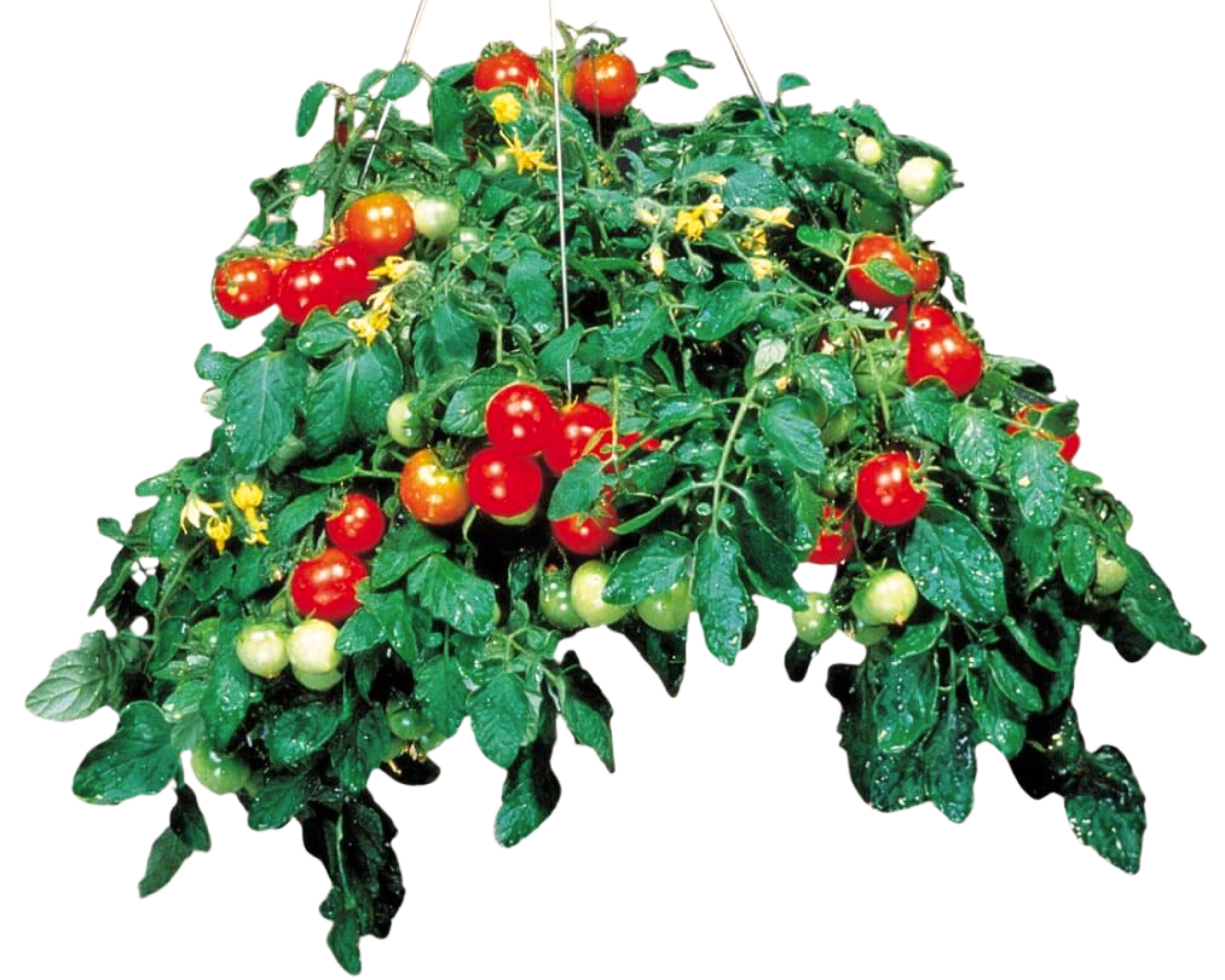 Seeds 'n Such Tumbler Tomato Seeds