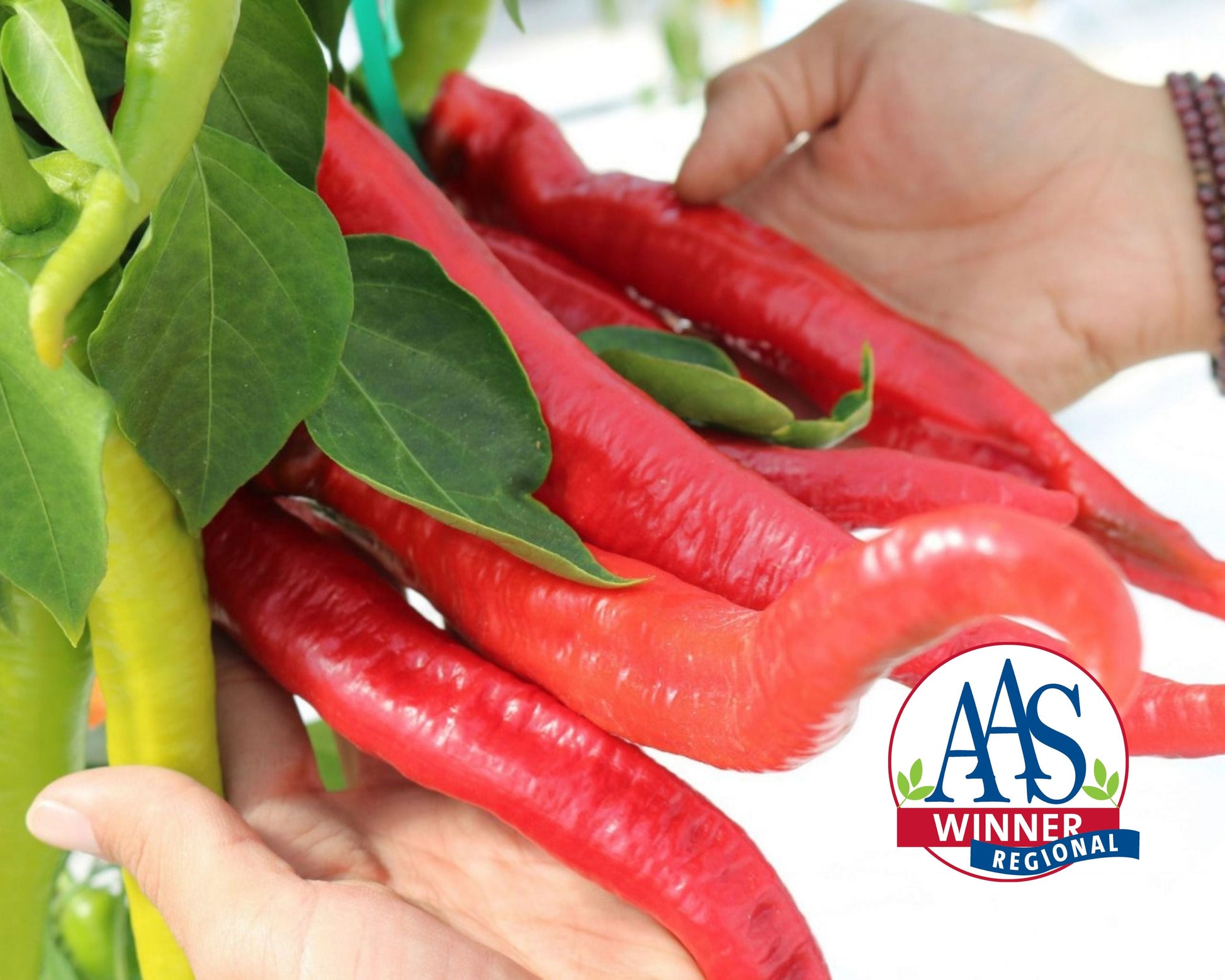 Wildcat Hybrid Cayenne Pepper Seeds - Blessings Grow Meadows