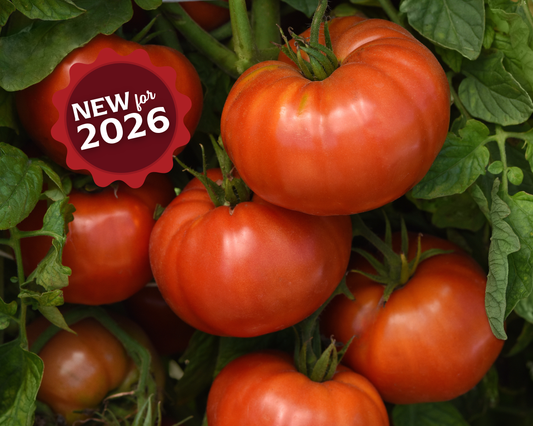 Wonderstar Red Hybrid Beefsteak VFStLb Tomato Seeds - Blessings Grow Meadows