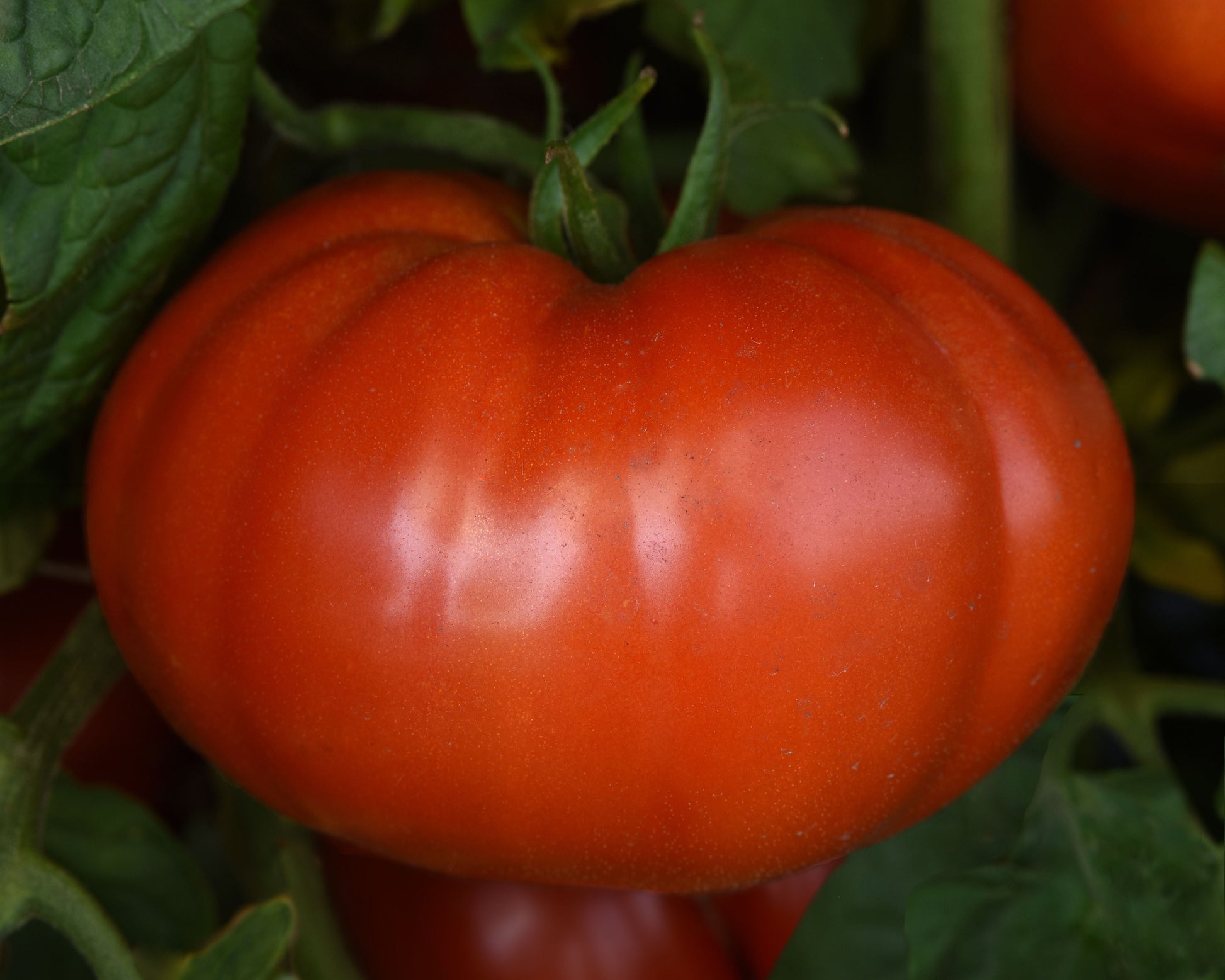 Wonderstar Red Hybrid Beefsteak VFStLb Tomato Seeds - Blessings Grow Meadows