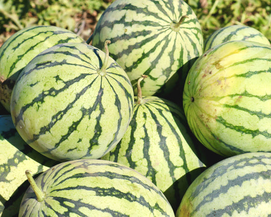 Yellow Doll Hybrid Watermelon Seeds - Blessings Grow Meadows