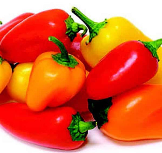 Yum-Yum Hybrid Mix Pepper Seeds (Treated) - Blessings Grow Meadows
