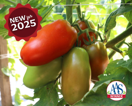 Zenzei Hybrid Tomato Seeds - Blessings Grow Meadows