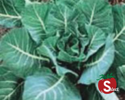 Georgia Southern Collard Seeds - Blessings Grow Meadows