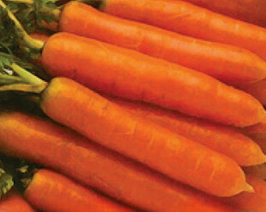 Packet of Seeds 'n Such Little Finger Baby Carrot Seeds showing 800 seeds for planting and gardening.