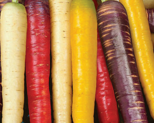 Rainbow Gourmet Mix Carrot Seeds by Seeds 'n Such showing a packet of all four colorful carrot seed varieties.