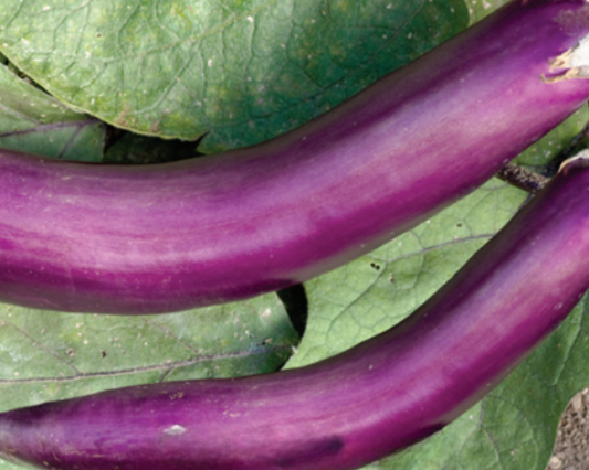 Ping Tung Long Eggplant Seeds - Blessings Grow Meadows