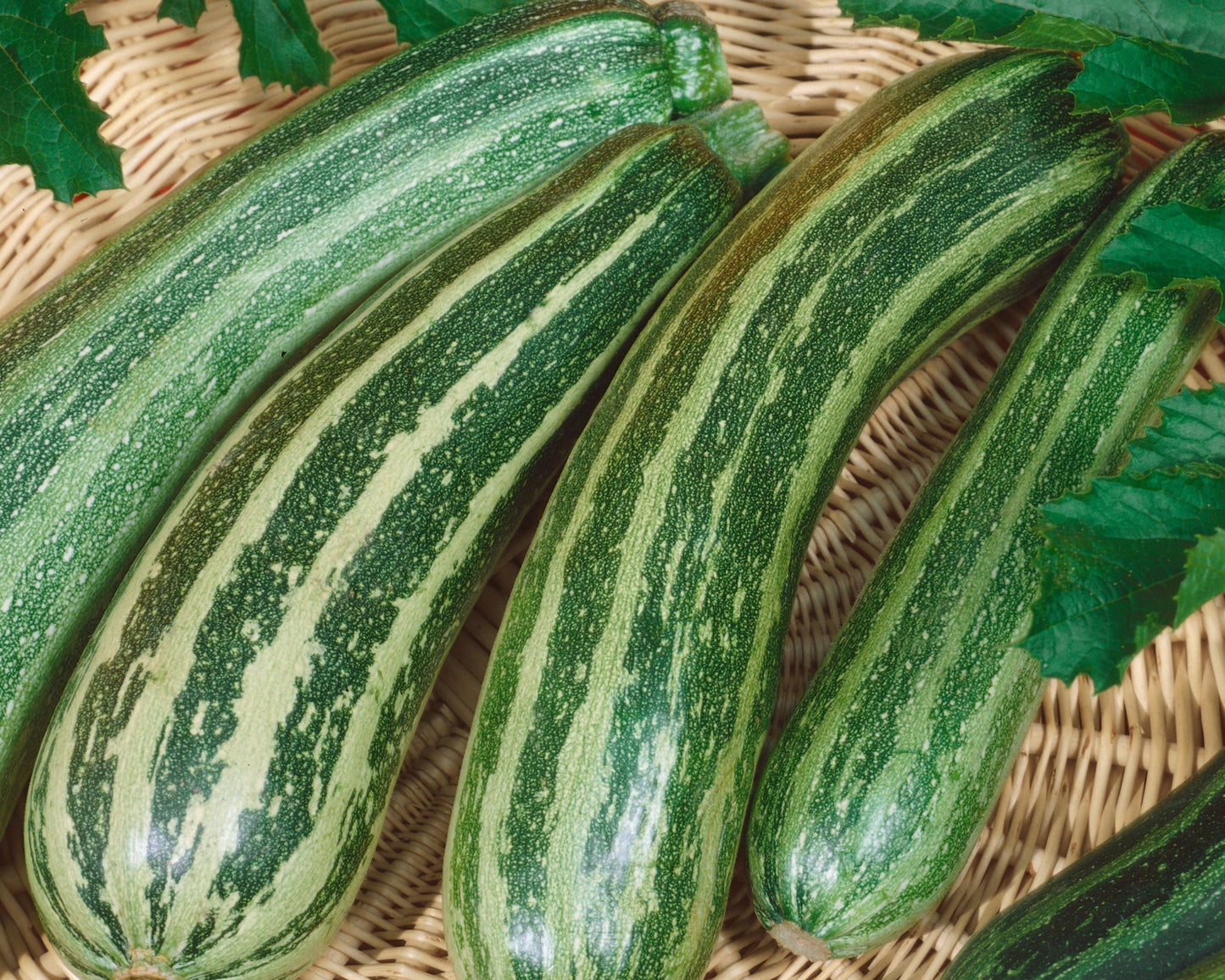 Green Zebra Hybrid Zucchini Seeds - Blessings Grow Meadows