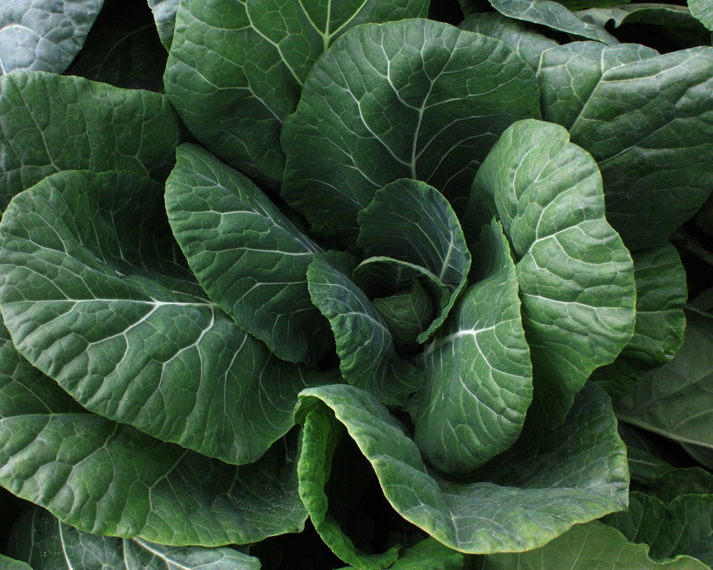 Vates Collard Seeds - Blessings Grow Meadows