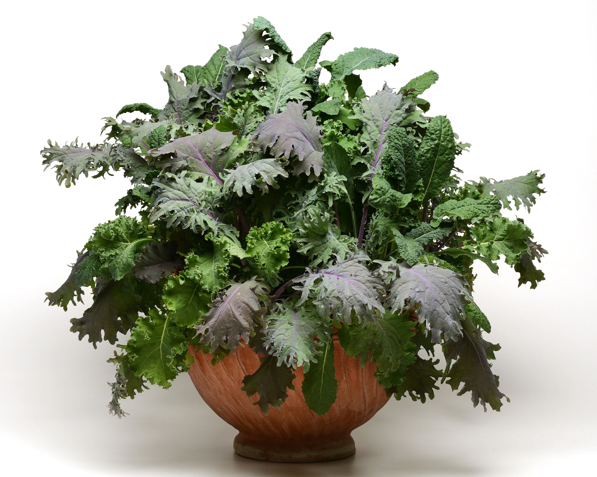 Bulk: SimplySalad® Kale Storm Mix Seeds - Blessings Grow Meadows