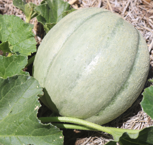 Ambrosia Hybrid Cantaloupe Seeds - Blessings Grow Meadows