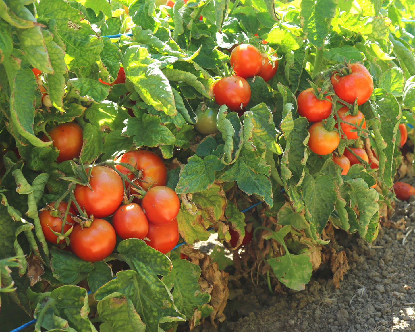 Seeds 'n Such Patio Hybrid Tomato Seeds packet with 20-25 vegetable seeds for home gardening.