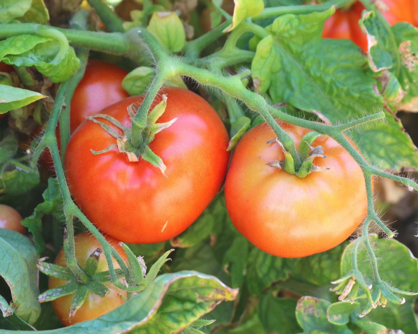 Packet of Seeds 'n Such Patio Hybrid Tomato Seeds, vegetable seed packet with 20-25 tomato seeds for container gardening