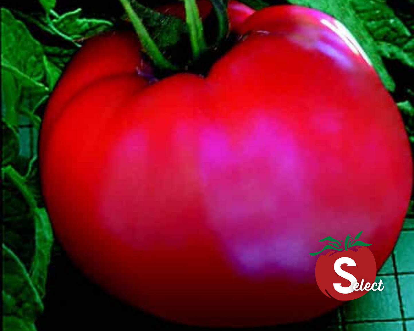 Goliath Original Hybrid Tomato Seeds - Blessings Grow Meadows