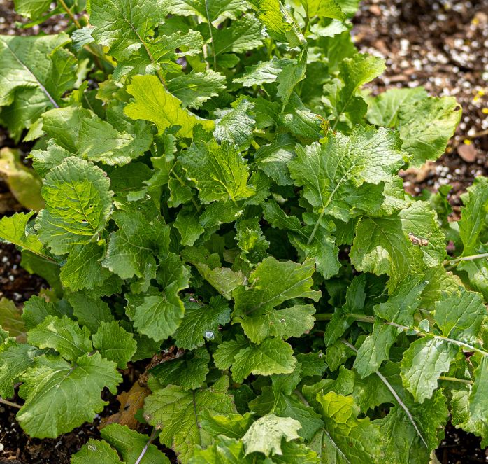 Black-Seeded Simpson Lettuce Seeds - Blessings Grow Meadows