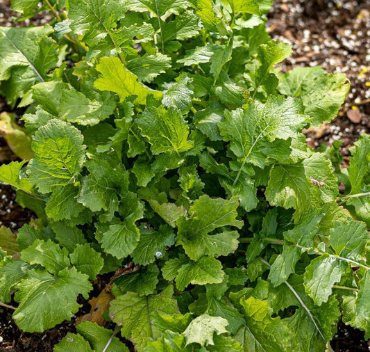 Black-Seeded Simpson Lettuce Seeds - Blessings Grow Meadows