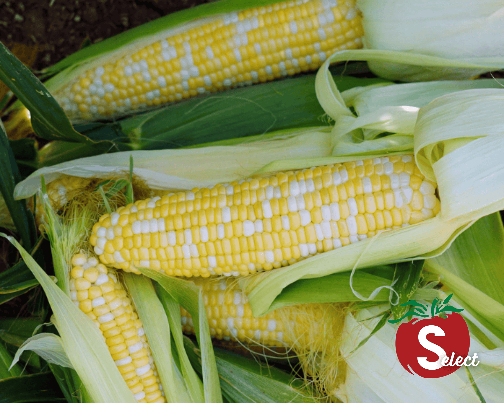 Ambrosia bicolor sweet corn seeds from Seeds 'n Such in a packet, showing vibrant seed images for planting.